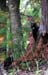 04-Pileated-Woodpeckers