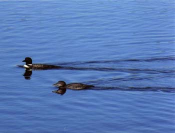06-FP-Loons