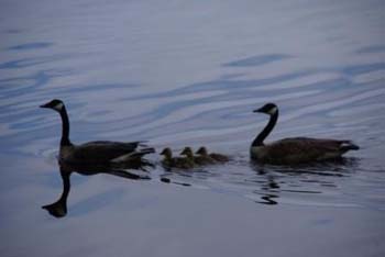geese-2009