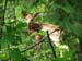 deer-2009